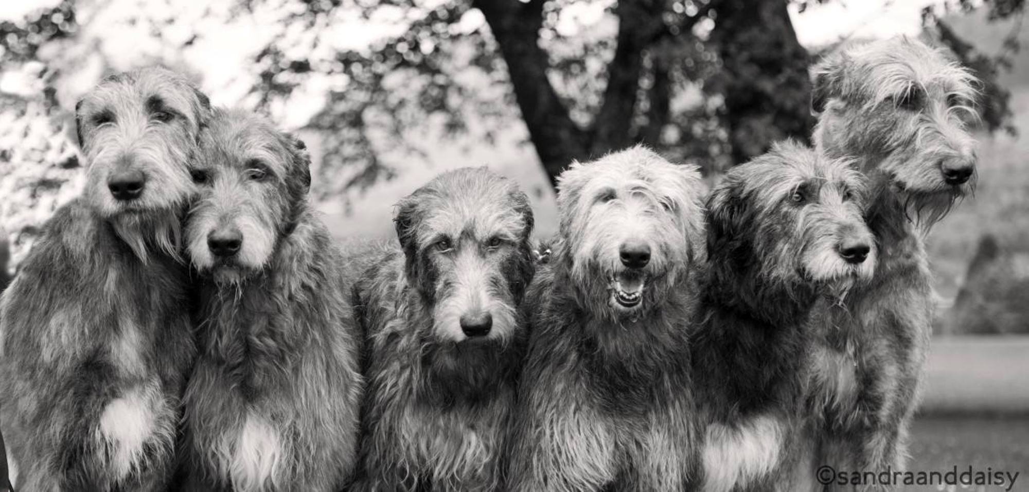 Wolfhounds by Sandra Whyte