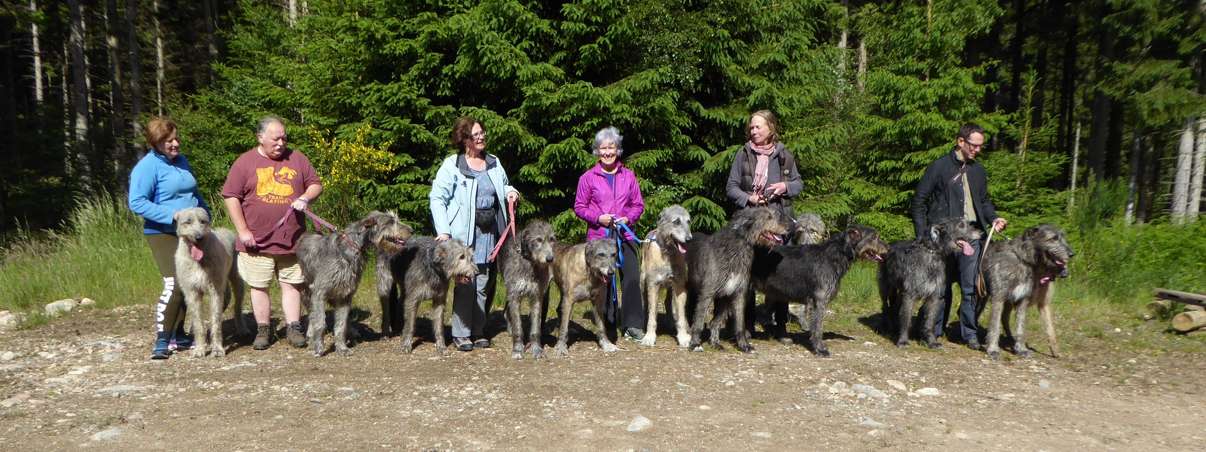 Wolfhounds at Scolty Hill